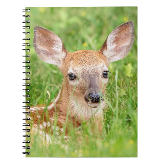 Portrait einer Faune (Weißschwanzhirsche) Notizblock (Vorderseite)