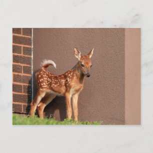 Portrait einer Faune (Weißschwanzhirsche) Postkarte