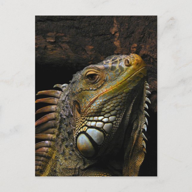 Portrait einer Iguana Postkarte (Vorderseite)