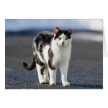 Portrait einer Katze