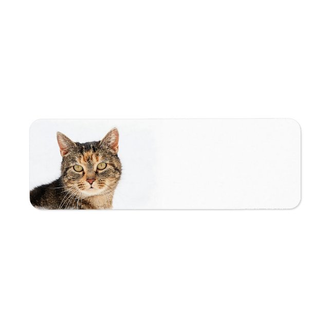 Portrait einer Katze (Vorne)