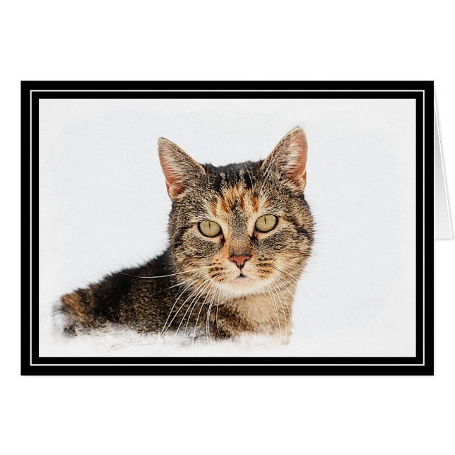 Portrait einer Katze (Vorderseite (Horizontal))