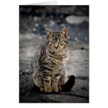 Portrait einer Katze