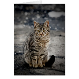 Portrait einer Katze