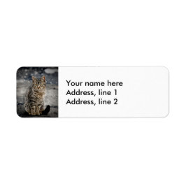 Portrait einer Katze