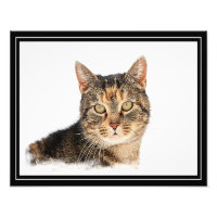 Portrait einer Katze