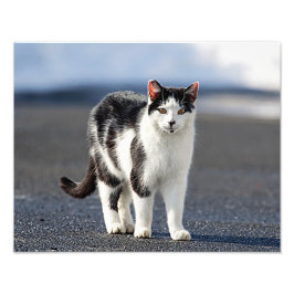 Portrait einer Katze Fotodruck