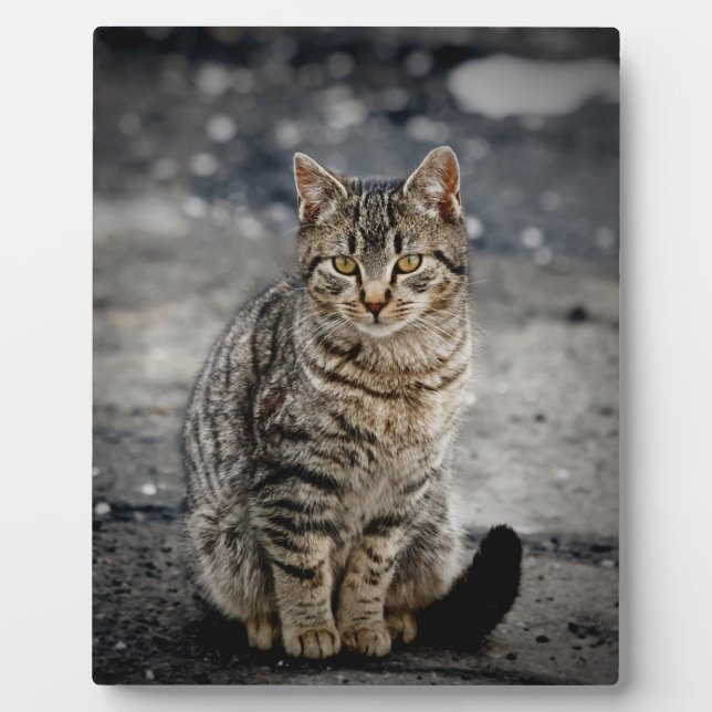 Portrait einer Katze Fotoplatte (Vorderseite)