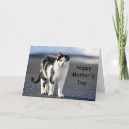 Portrait einer Katze Karte