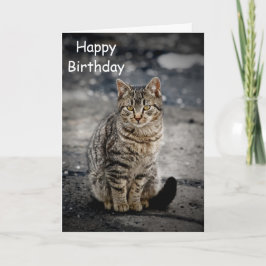 Portrait einer Katze Karte