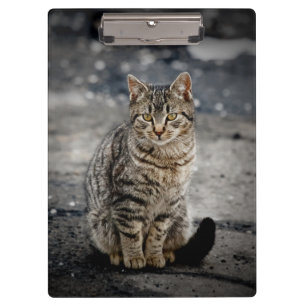 Portrait einer Katze Klemmbrett