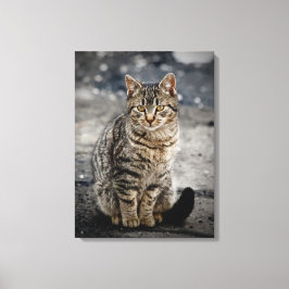 Portrait einer Katze Leinwanddruck