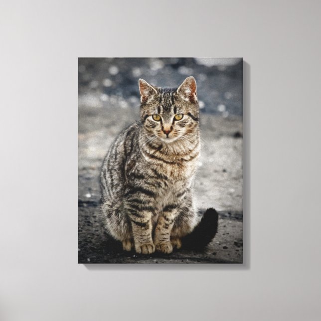 Portrait einer Katze Leinwanddruck (Vorderseite)
