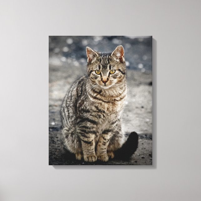 Portrait einer Katze Leinwanddruck (Vorderseite)