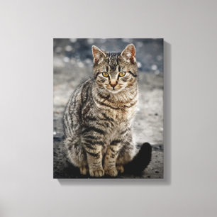 Portrait einer Katze Leinwanddruck