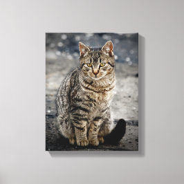 Portrait einer Katze Leinwanddruck