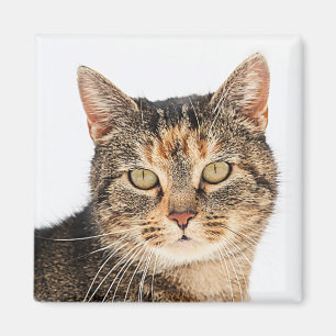 Portrait einer Katze Magnet