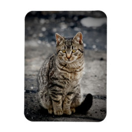 Portrait einer Katze Magnet