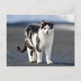 Portrait einer Katze Postkarte