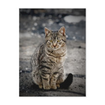 Portrait einer Katze