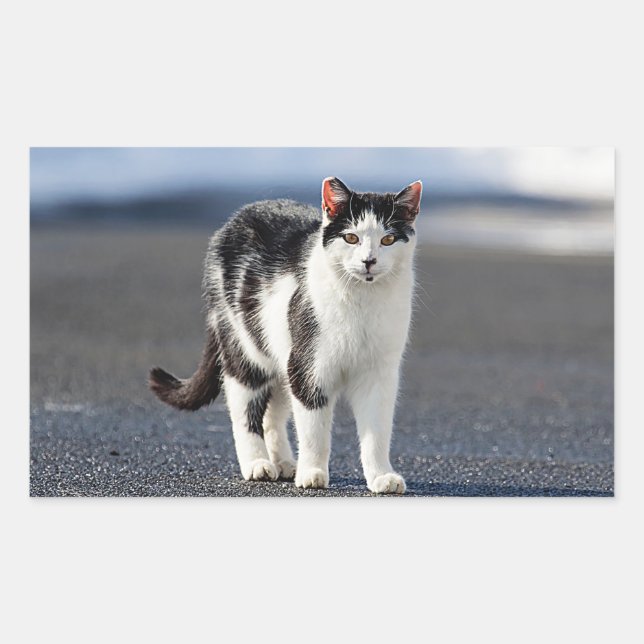 Portrait einer Katze Rechteckiger Aufkleber (Vorderseite)