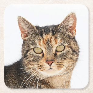 Portrait einer Katze Rechteckiger Pappuntersetzer