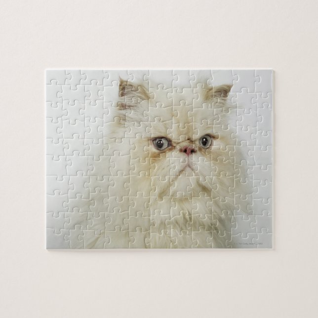 Portrait einer persischen Katze (Horizontal)