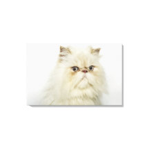 Portrait einer persischen Katze