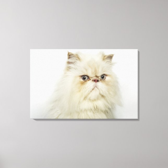 Portrait einer persischen Katze Leinwanddruck (Vorderseite)