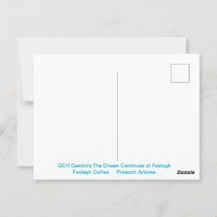 Portrait einer robusten Sable Collie Postkarte