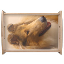 Portrait einer robusten Sable Collie