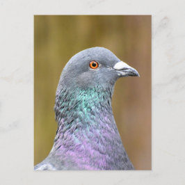 Portrait einer Taube Postkarte