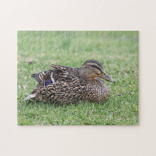Portrait einer weiblichen Mallard