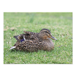 Portrait einer weiblichen Mallard Fotodruck
