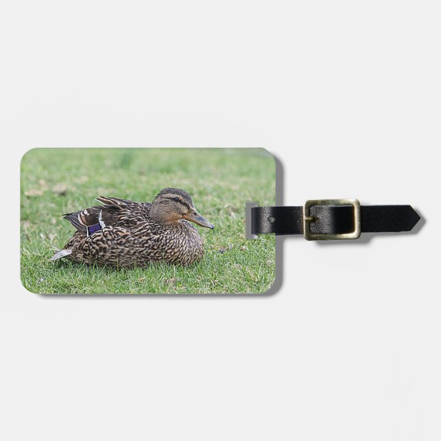 Portrait einer weiblichen Mallard Gepäckanhänger (Vorderseite horizontal)