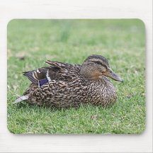 Portrait einer weiblichen Mallard