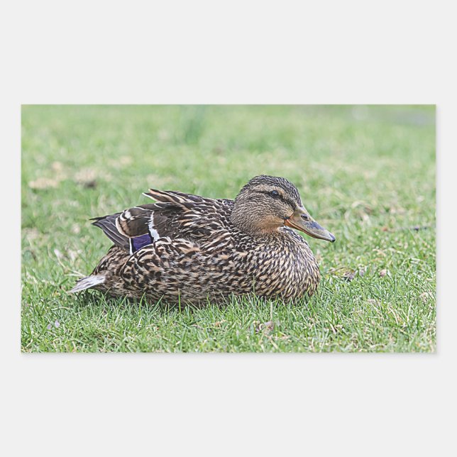 Portrait einer weiblichen Mallard Rechteckiger Aufkleber (Vorderseite)