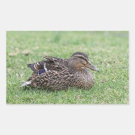 Portrait einer weiblichen Mallard Rechteckiger Aufkleber