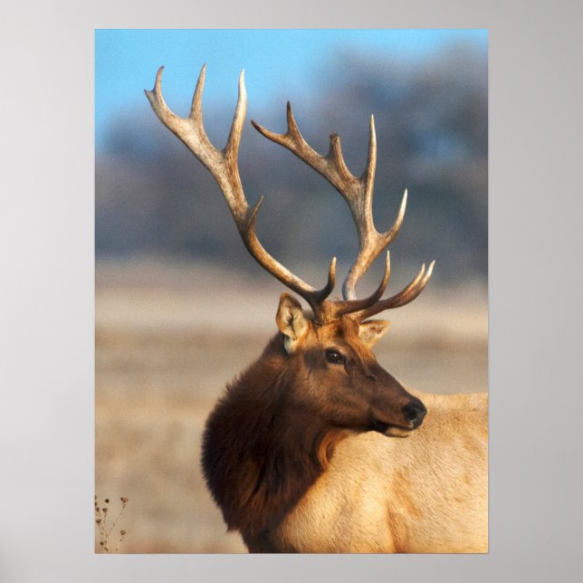 Portrait eines Atemberaubenden Bullenelchs Poster (Vorne)