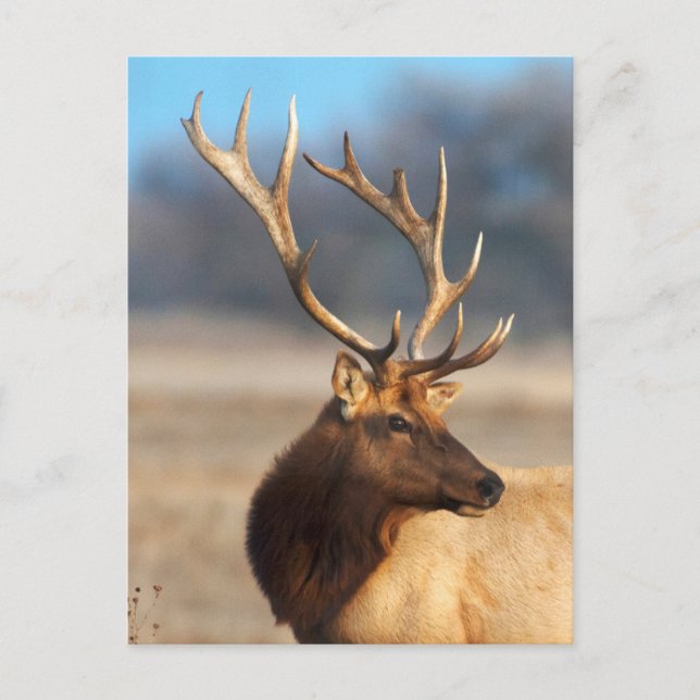 Portrait eines Atemberaubenden Bullenelchs Postkarte (Vorderseite)