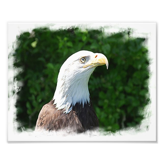 Portrait eines Bald-Adlers Fotodruck (Vorne)