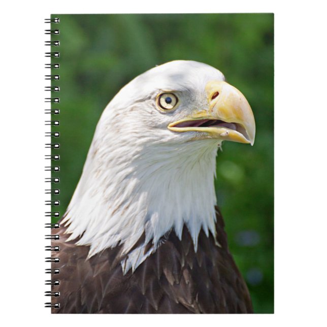 Portrait eines Bald-Adlers Notizblock (Vorderseite)