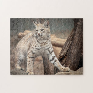 Portrait eines Bobcat