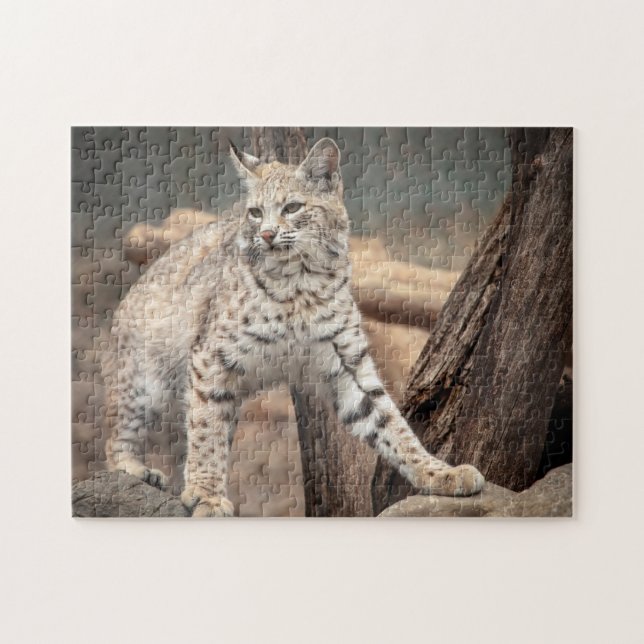 Portrait eines Bobcat (Horizontal)