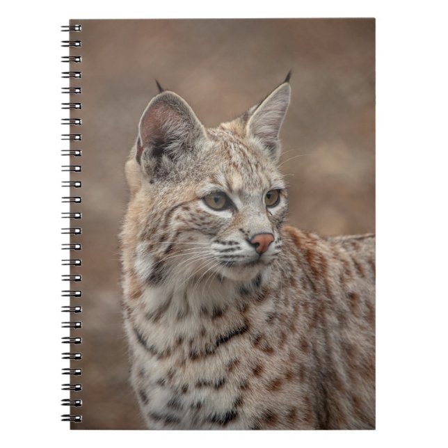 Portrait eines Bobcat Notizblock (Vorderseite)