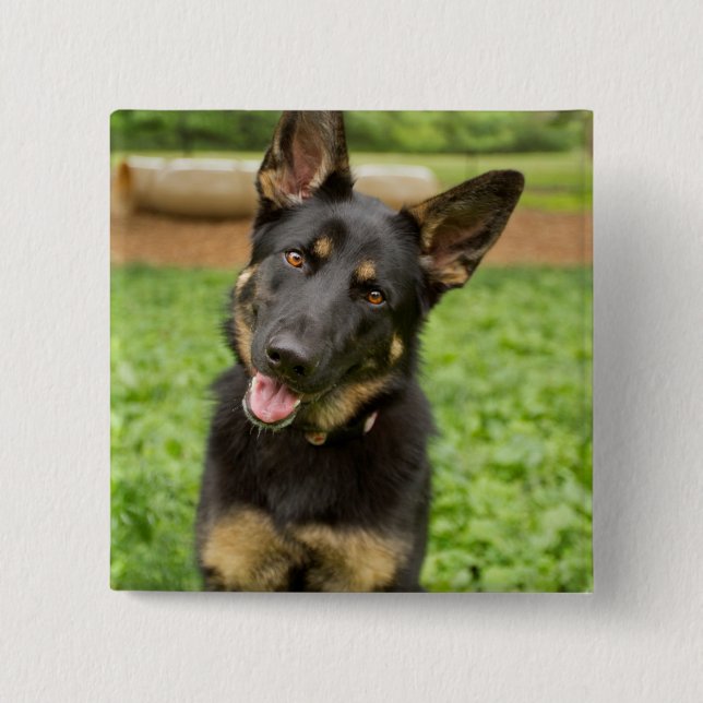 Portrait eines deutschen Hirten Button (Vorderseite)