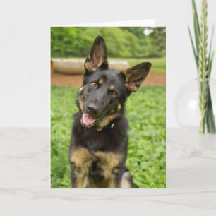 Portrait eines deutschen Hirten Karte