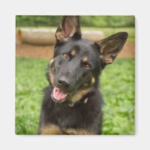Portrait eines deutschen Hirten Magnet