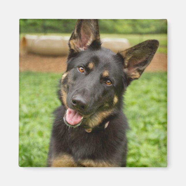 Portrait eines deutschen Hirten Magnet (Vorne)