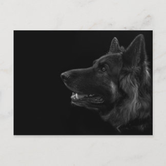 Portrait eines deutschen Schäferhundes Postkarte